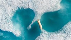 Un oso polar saltando sobre tmpanos de hielo en Nunavut, Canad, reflejo de cmo se ve amenazada la fauna del rtico como consecuencia del cambio climtico