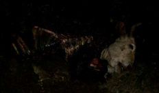 Solo los huesos y la cabeza de la vaca quedaron tras el ataque.