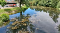 Vegetacin en las aguas del Cabe a la altura de la presa del Parque dos Condes