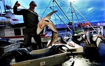 Descarga de escualos en el puerto de Vigo, una especie que los empresarios quieren incluir en las exportaciones a Rusia. 