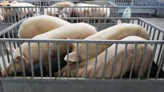 Espa�a export� el pasado a�o�unas 540.000 toneladas en productos porcinos a China por 1.097 millones de euros