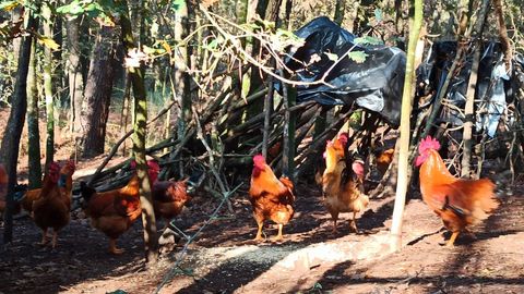 La cría de aves al aire libre está restringida en algunos concellos