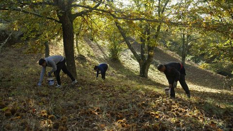 Recogida de casta�as en un bosque del municipio ourensano de Ri�s.