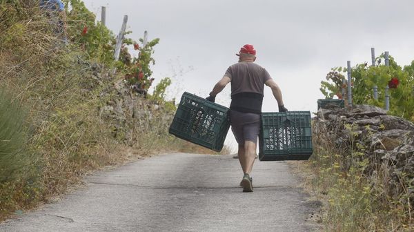 La venta de uva repunta tras la ca�da del 2025, vendimia a la que corresponde la foto