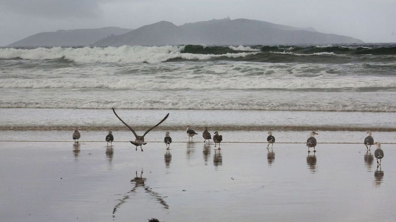 Convocan un concurso de fotografía para mejorar la opinión del público sobre las gaviotas
