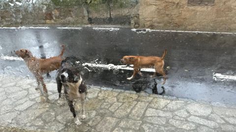 Imagen de los perros que causan miedo a los vecinos.