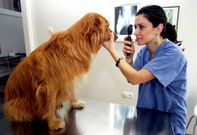 La veterinaria Carme Seoane promueve la iniciativa en la plataforma change.org.