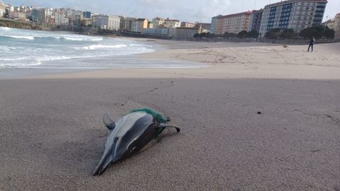 Aparece un cet�ceo muerto en la playa del Orz�n, en A Coru�a