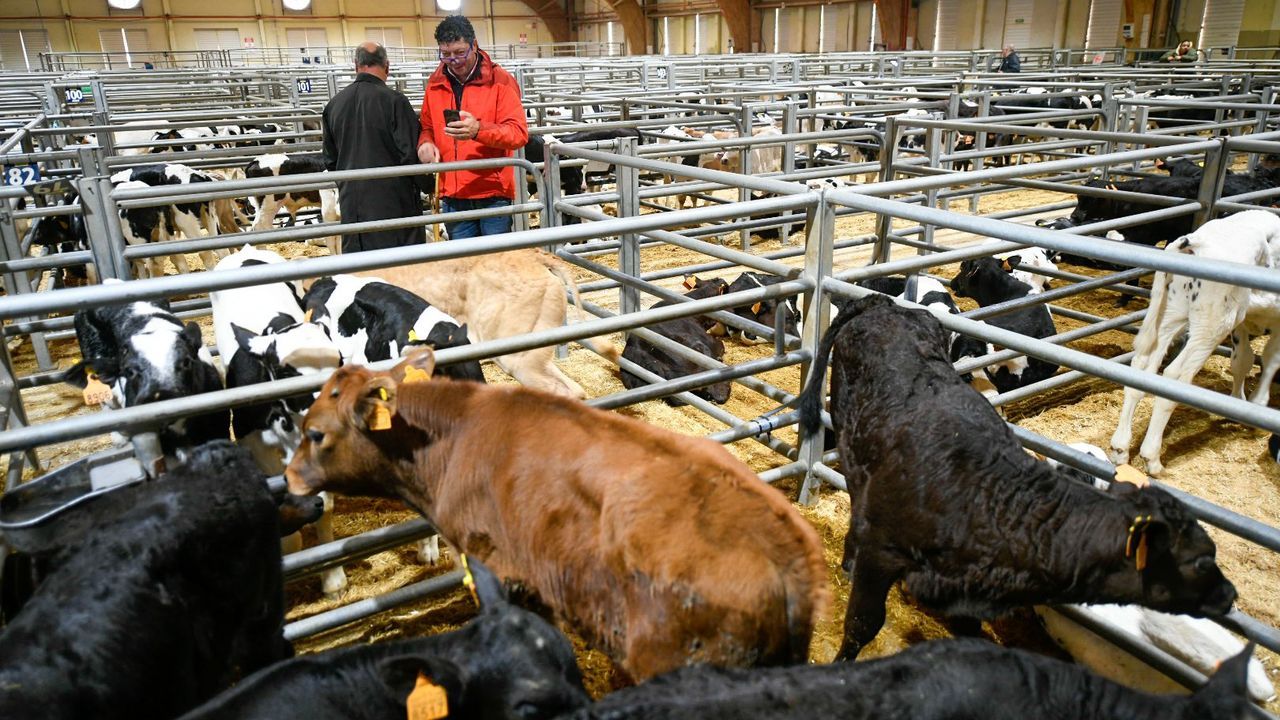 Ligera recuperaciónde la recría en el mercado de Silleda, que sigue sufriendo el parón de los compradores