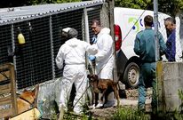 T�cnicos de la empresa el d�a que se llevaron a los animales de la perrera de Vincios.
