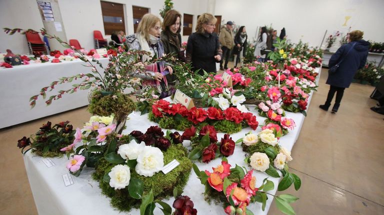 Camelias en la anterior de la Mostra Internacional