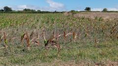 Plantaci�n de ma�z sin apenas crecimiento, en el municipio de Ares