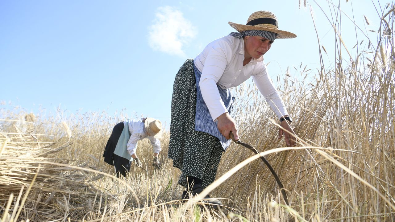 En Doade se vivió la siega para la malla tradicional del 22 de agosto