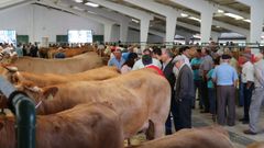 Moeche, capital ganadera con su feria