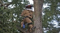 Las avispas velutinas llegan a la ciudad