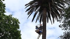 Tratamiento contra el picudo en una palmera del Cant�n el pasado fin de semana.