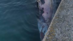 Hallado muerto frente a Foz un zifio, el cet�ceo m�s desconocido
