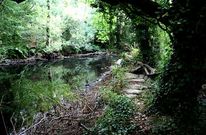 Los ameneiros secos obstruyen el r�o, como ocurre junto a un antiguo dique en el Anll�ns.