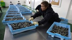 Mariscadoras de Cambados colocan en la lonja las almejas jap�nicas recogidas ayer.