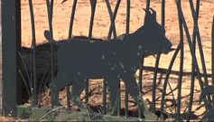 Los linces de Do�ana tambi�n en peligro por el fuego