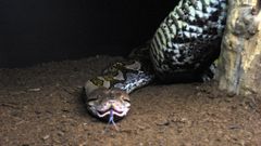 Imagen de una serpiente pit�n