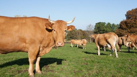 La ganader�a, tanto de leche como de carne, est� muy presente en Friol y explica proyectos como el de permutas de fincas