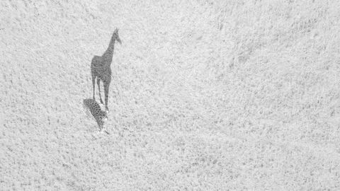 �Gran sombra�, otra de las im�genes que figura entre las elegidas la modalidad vida salvaje y en la que una jirafa es protagonista