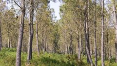 El pino es la especie que m&aacute;s abunda en la amplia superficie (m&aacute;s de mil hect&aacute;reas) que pertenece a la comunidad de montes de Lagostelle, cuya nueva directiva quiere buscar alternativas frente a la banda marr&oacute;n