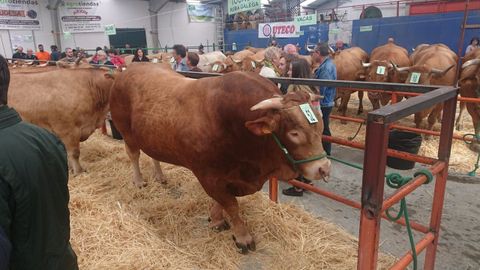 Feria y subasta de ganado vacuno en A Fonsagrada.