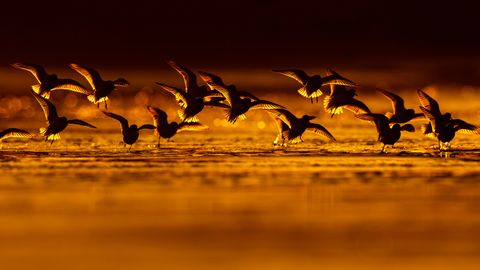 Bando de correlimos trid�ctilos a contraluz