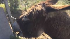 Ismael y 'Baldomera', juntos de nuevo tras dos meses�separados por el estado de alarma