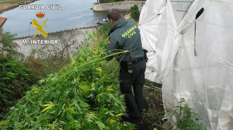 Un agente de la Guardia Civil arranca unas plantas de marihuana