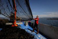 Un mejillonero de la r�a de Arousa realizando labores de desdoble y mantenimiento en estos d�as de toxina. 