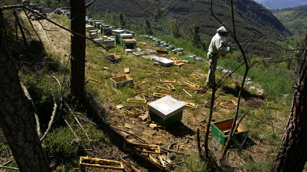 Mayo del 2006: El oso pardo ataca colmenas por primera vez en tierras de Quiroga