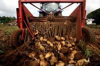 La patata de Berganti�os solo se recoge cuando el terreno est� seco. 