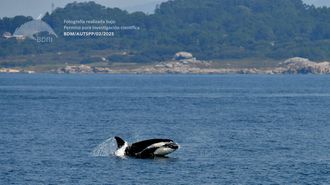 Uno de los ejemplares avistados y fotografiados por los investigadores del BDRI, muy próximo a tierra