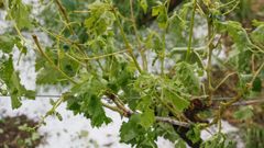 As� qued� el vi�edo tras la granizada que cay� en Castrelo de Mi�o