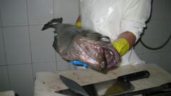 El abadejo de Alaska se parece a este, el genuino, pero no es igual y en la UE entra congelado y en filetes