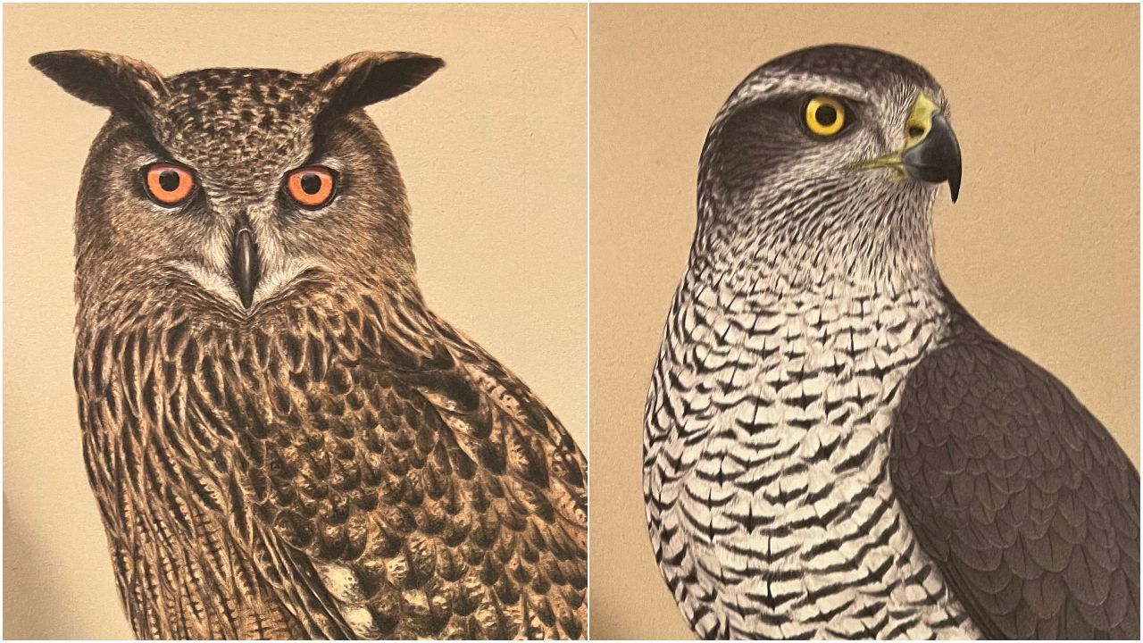Vida secreta de las aves de rapiña