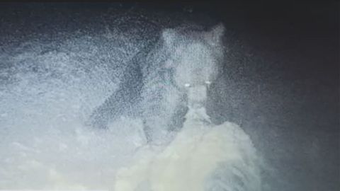 Imagen del vdeo en el que se ve al oso devorando al caballo.