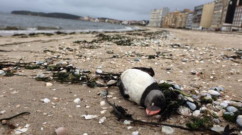 Un frailecillo muerto en la playa de A Compostela, en Vilagarc�a, este invierno