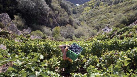 Vendimia, a finales del pasado mes de septiembre, en vi�edos de la ribera de Doade