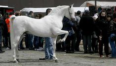 La Feira do Cabalo traer� de nuevo a Lal�n espectaculares ejemplares hoy y ma�ana. 
