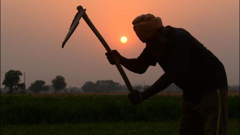 Un agricultor indio trabaja la tierra en las afueras de Amritsar, en India