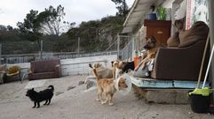 Reformas en la perrera