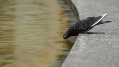 Una paloma comn se refresca del calor en una fuente