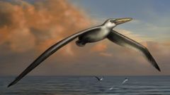 Pelagornis sandersi