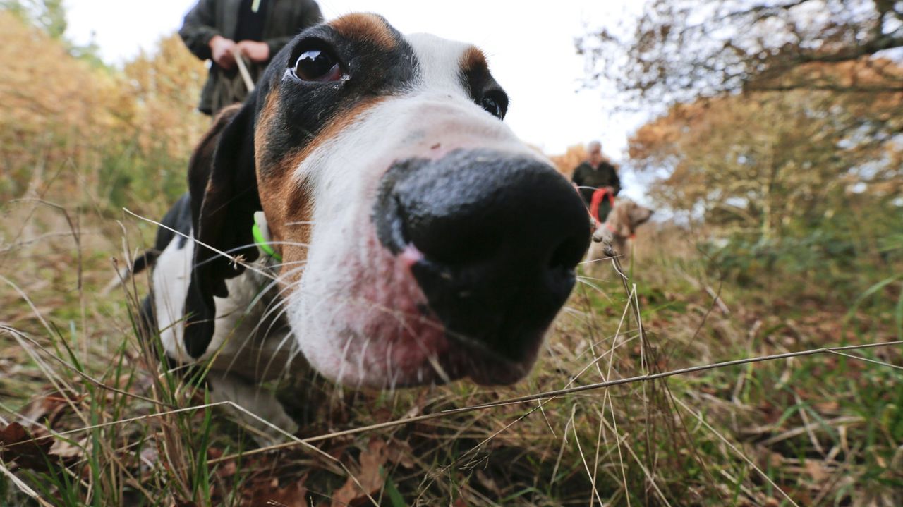 Las batidas consiguen desterrar a los jabalíes del entorno urbano de Lalín