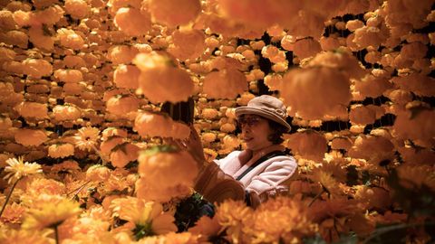 Una mujer hace fotos de la instalaci�n art�stica �A Golden Year� (lit: un a�o dorado), realizada con 8.000 peonias y crisantemos, este jueves en Hong Kong, China