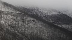 Un pinar de O Courel quemado en el incendio del 2022, cubierto por la nieve